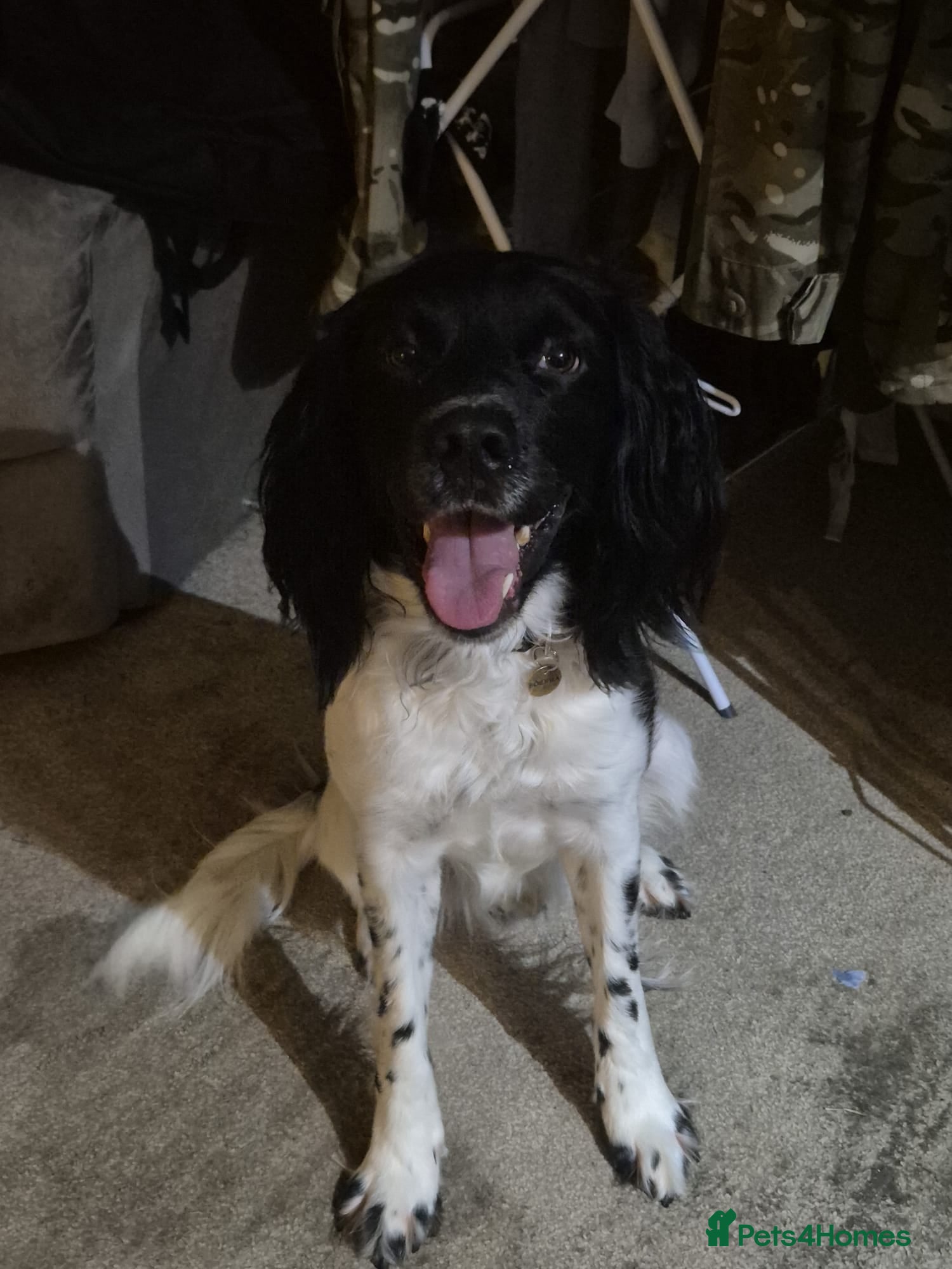 English Springer Spaniel dogs Stud: Proven KC reg, English Springer Spaniel in Tidworth - Advert 2