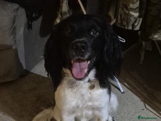 English Springer Spaniel dogs Stud: Proven KC reg, English Springer Spaniel in Tidworth - Advert 17
