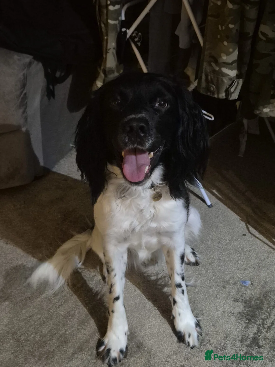 English Springer Spaniel dogs for stud: Stud: Proven KC reg, English Springer Spaniel in Tidworth - Advert 1