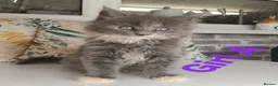 Maine Coon cats for sale: Maine Coon Family "Puuure Love" kittens available  - Advert 1