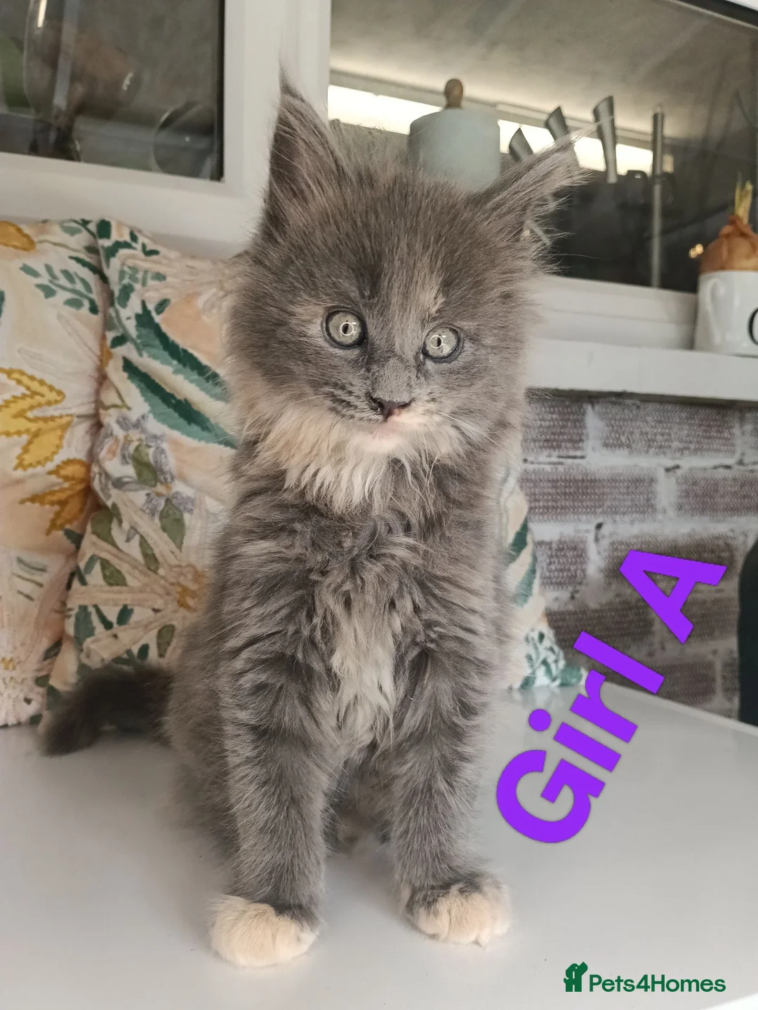 Maine Coon cats for sale: Maine Coon Family "Puuure Love" kittens available  - Advert 1