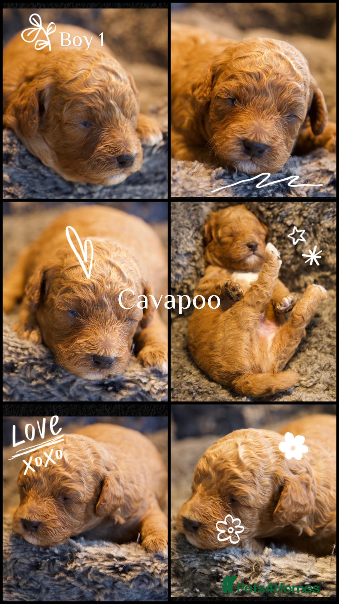 Cavapoo dogs for sale: Gorgeous F1B Fox Red Cavapoo Puppies - Image 30