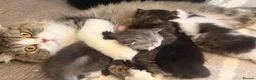 Persian cats for sale: Adorable chocolate boy pure Persian  - Advert 2