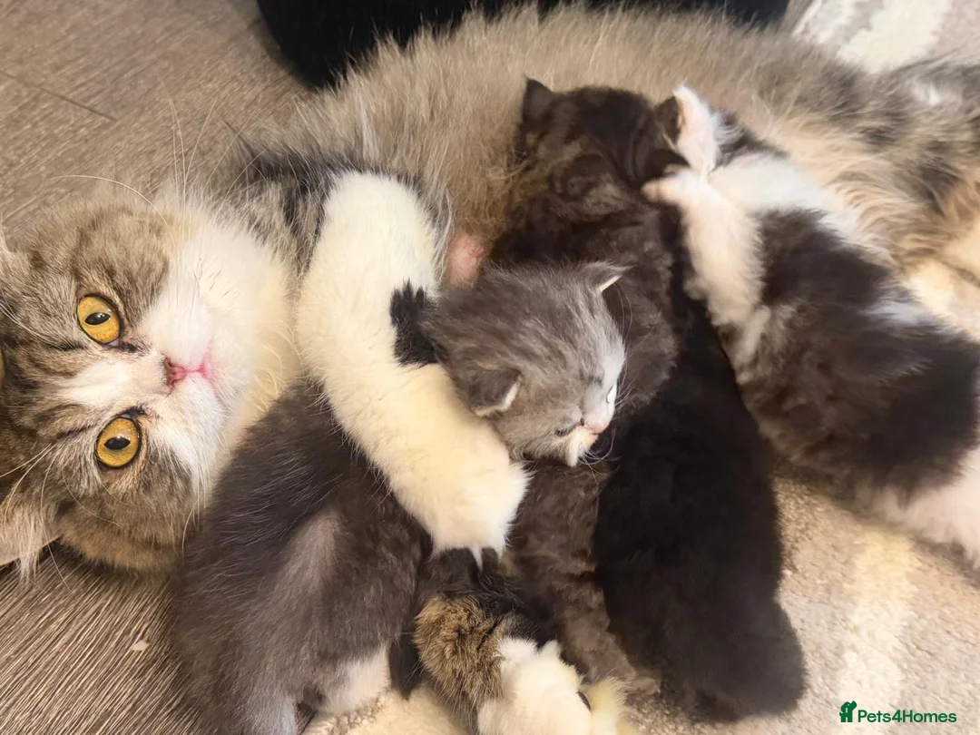 Persian cats for sale: Adorable chocolate boy pure Persian  - Advert 2