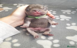 French Bulldog dogs for sale: Pedagree & KC papered merl carrying French bulldog - Image 11