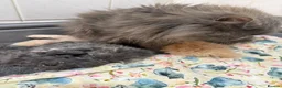 Persian cats for sale: Male cream Persian kitten  - Advert 2