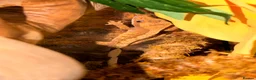 Gecko reptiles for sale: Young Crested gecko and full set up - Advert 4