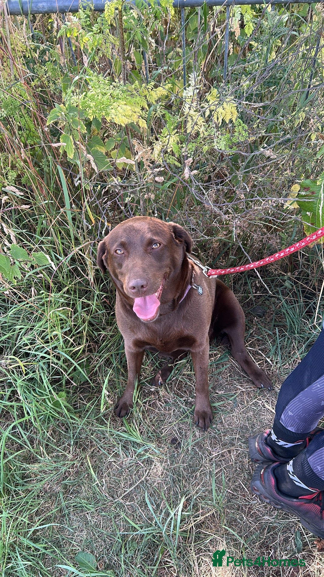 Labrador Retriever dogs for sale: Labrador Kc reg puppy’s  - Advert 1