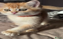 British Shorthair cats for sale: GCCF BSH BOY AND GIRL LEFT GOLDEN BLACK TIPPED  - Advert 3