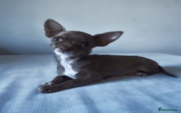 Chihuahua dogs for sale: Micro Chihuahua Puppies - Exceptional Lines - Image 1