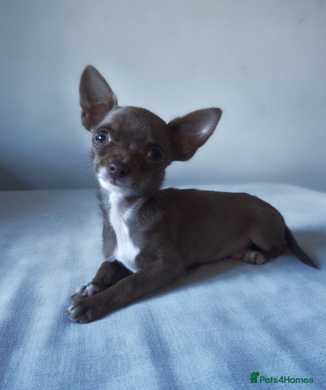Chihuahua dogs for sale: Micro Chihuahua Puppies - Exceptional Lines - Image 1
