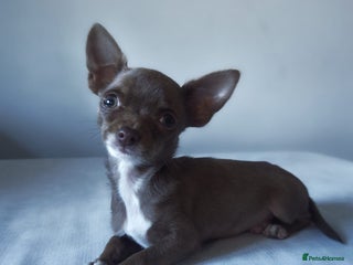 Chihuahua dogs - Advert 2