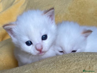 Ragdoll cats DoB:18/7/25& 14/11/25 Ragdoll Kittens Purebred - Advert 17