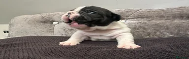French Bulldog Puppy 3
