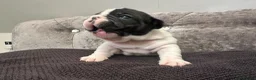 French Bulldog dogs for sale: Fully tested genetic and health puppies - Advert 10