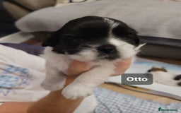 Shih Tzu dogs for sale: Beautiful Shih Tzu Puppies - Image 25