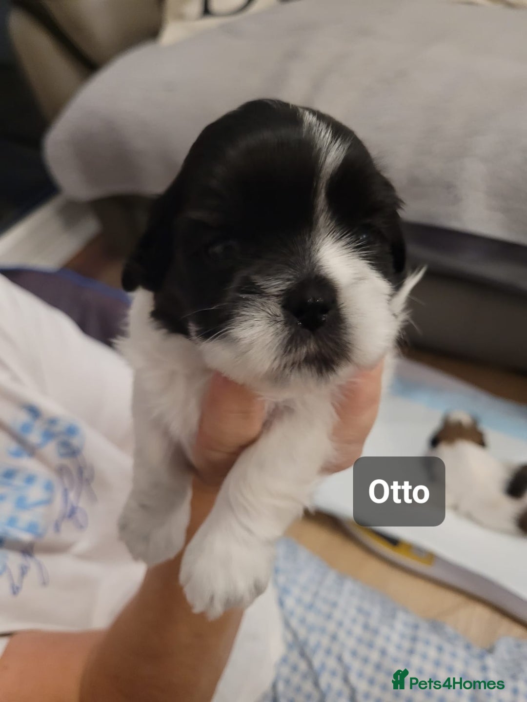 Shih Tzu dogs for sale: Beautiful Shih Tzu Puppies - Image 25