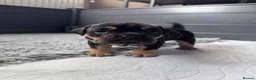 Olde English Bulldogge dogs for sale: Champion Sired Health Tested OEB puppies - Advert 27