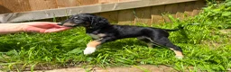 Saluki dogs for sale: Beautiful Saluki pups from champion lines - Advert 18