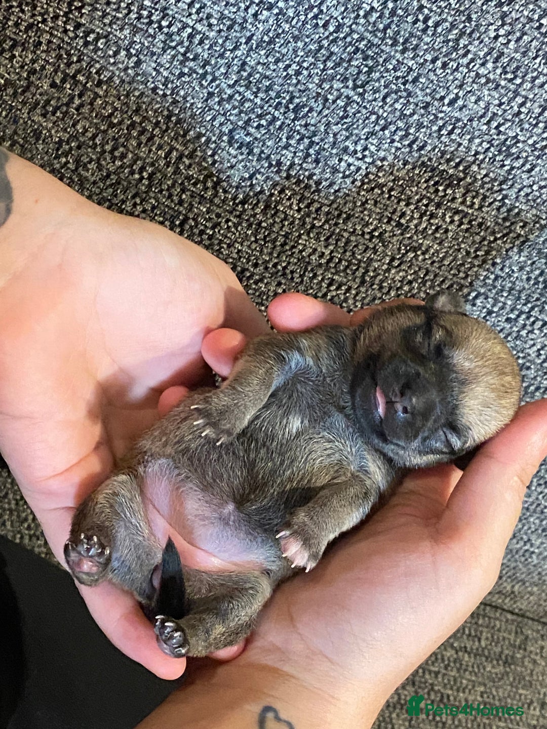 Chihuahua dogs for sale: Female chihuahua puppy - Image 5