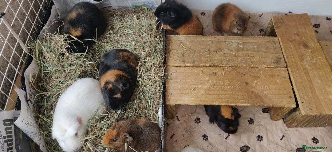 Guinea Pig rodents for sale: Pairs of Sows - Happy, Healthy, Friendly Sows - Image 3