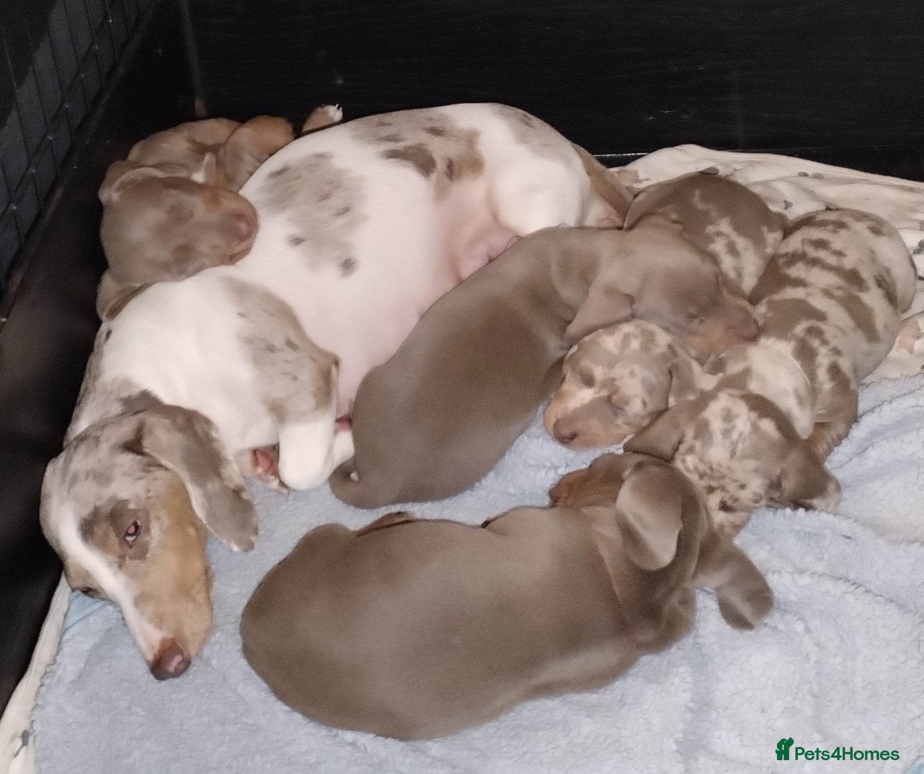 Miniature Dachshund dogs KC Reg Dachshund Min Isabella & Tan Piebald Pups - Advert 1