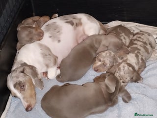 Miniature Dachshund dogs KC Reg Dachshund Min Isabella & Tan Piebald Pups - Advert 1