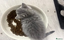 British Shorthair cats for sale: British shorthair kittens responsibly bred - Image 23