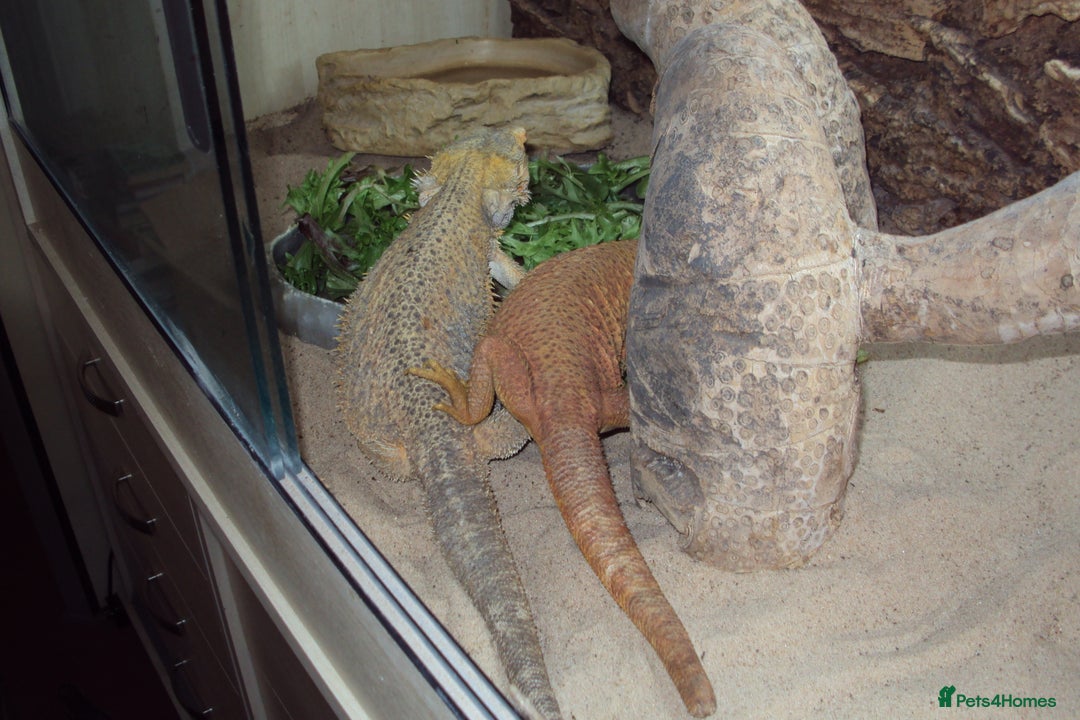 Bearded Dragon reptiles for sale: 2 adult female Bearded Dragons + set up and extras - Advert 3
