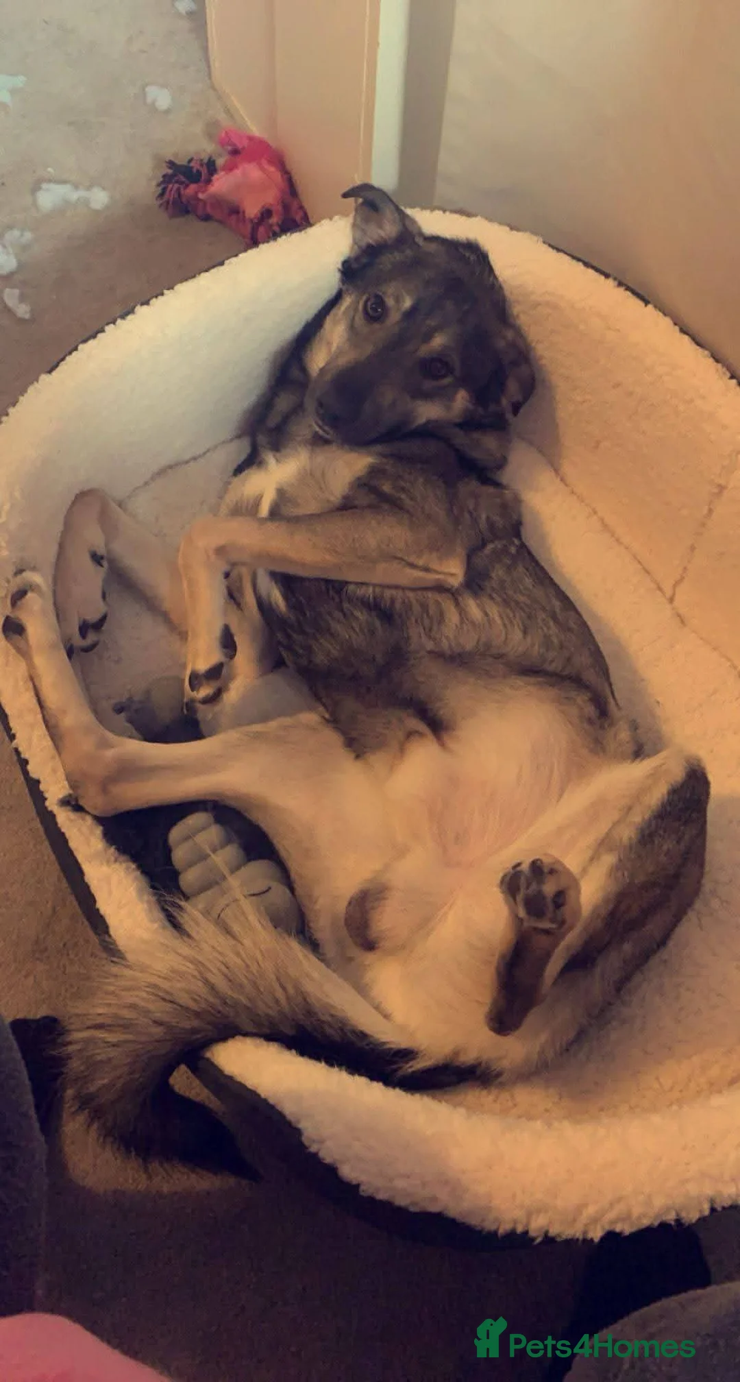 Mixed Breed dogs for adoption: Meet Vinnie, currently residing in Cheshire - Advert 2