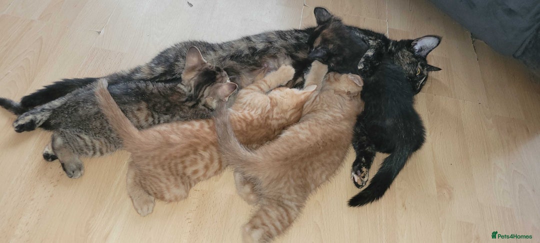 American Shorthair cats for sale: 5 Adorable Tabby/Ginger Kittens Looking For Homes - Image 2