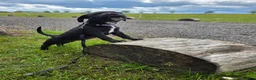Mixed Breed dogs for sale: Luna Little Legs 6 months  - Advert 10