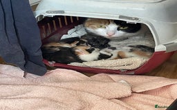 British Shorthair cats for sale: 3 beautiful and playful kittens  - Image 2