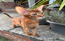 Abyssinian cats for sale: Abyssinian kittens looking for their new home - Image 25