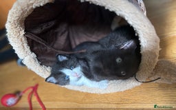 Mixed Breed cats for sale: Beautiful boy  - Image 8