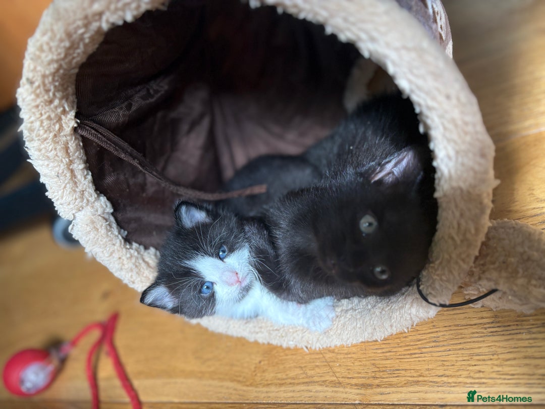 Mixed Breed cats for sale: Beautiful boy  - Image 8