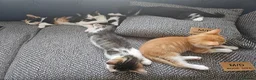 Mixed Breed cats for sale: 6 kittens, 2 ginger, 1 gray, and 3 black and white - Advert 10