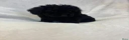 Miniature Poodle dogs for sale: Miniature poodles - Advert 16