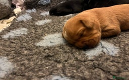 Mixed Breed dogs for sale: Sprockerdor puppies for sale - Image 13