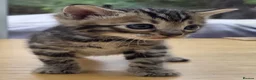 Bengal cats for sale: 🐆 2 BEAUTIFUL TICA BENGAL GIRLS – £1,200 EACH 🐆 - Advert 14
