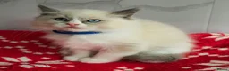 Ragdoll cats for sale: CHAMPION FATHER. GCCF KITTENS  - Advert 8