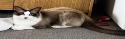 Ragdoll cats for sale: Gorgeous Ragdoll Kittens - Advert 2