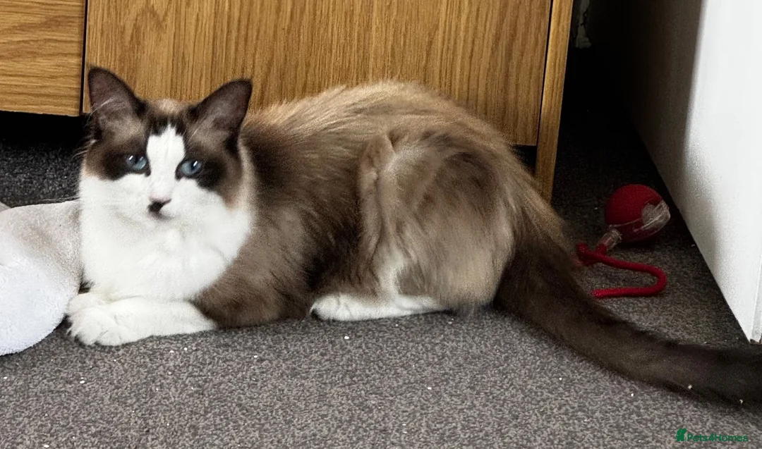 Ragdoll cats for sale: Gorgeous Ragdoll Kittens - Advert 2