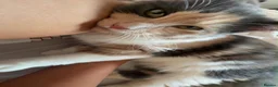 Mixed Breed cats for sale: Gorgeous ragdoll mixed breed  in Pontefract - Advert 22
