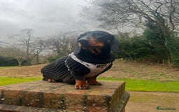 Dachshund dogs for stud: 4 Year Old Standard Dachshund For Stud Only in Ilkeston - Image 8