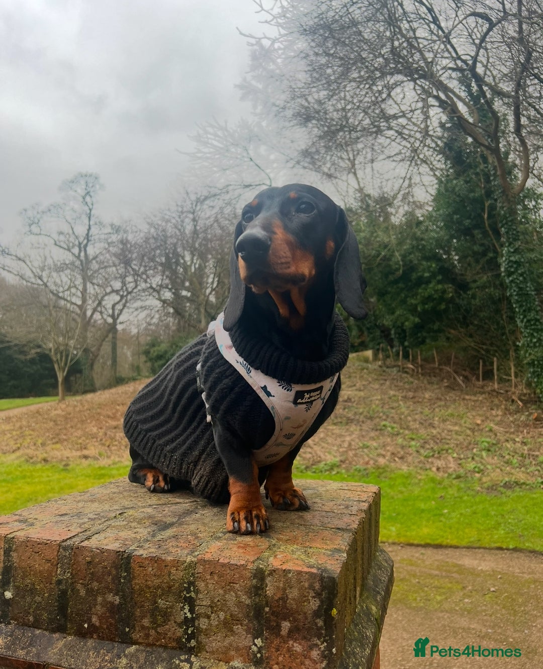 Dachshund dogs for stud: 4 Year Old Standard Dachshund For Stud Only in Ilkeston - Image 8