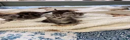 Persian cats for sale: Persian  - Advert 8