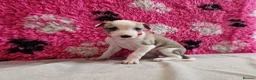 Lurcher dogs for sale: Lurcher pups - Advert 7