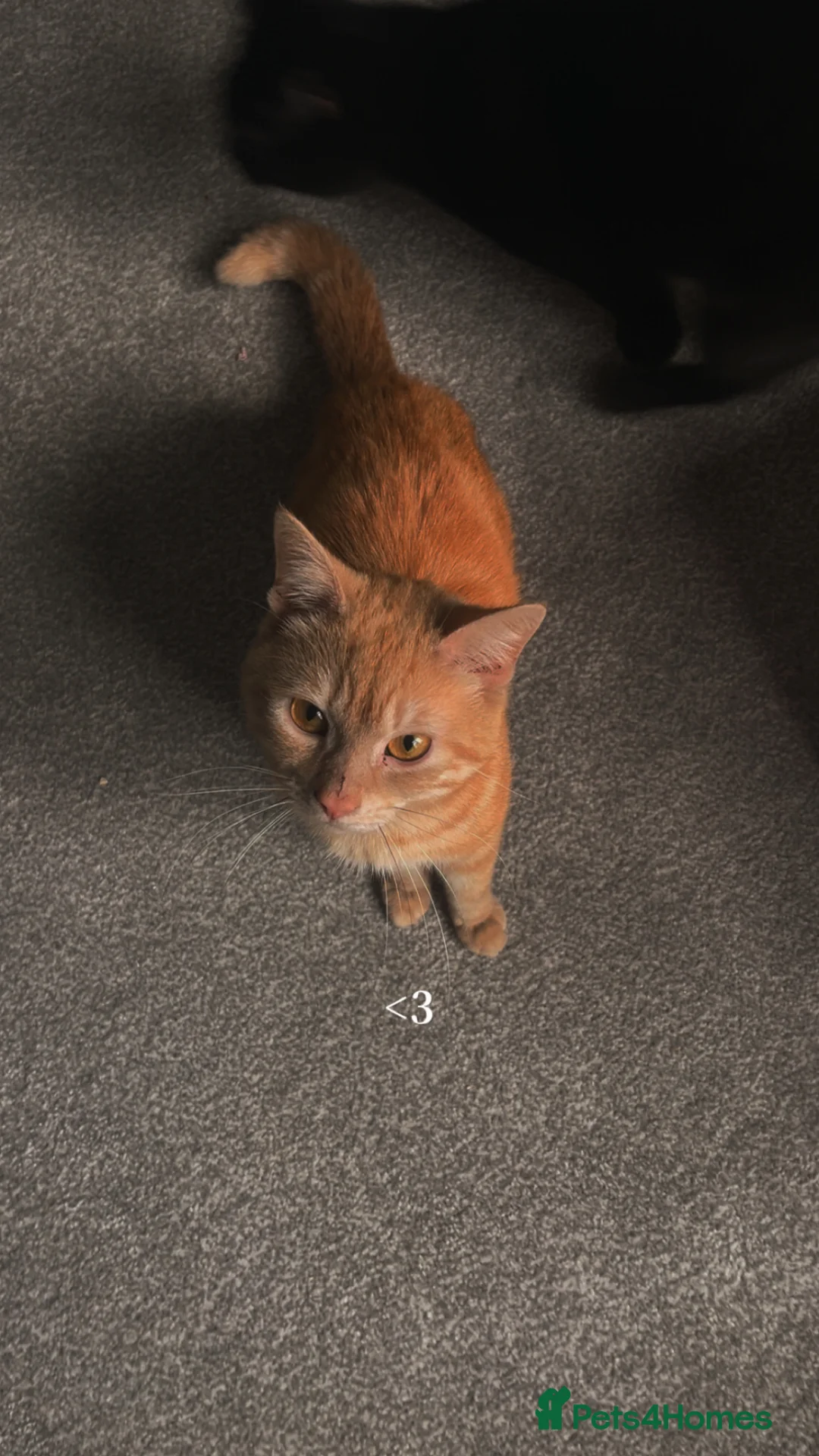 Domestic Shorthair cats for sale: Harry 💙 please read description  in Buxton - Advert 2