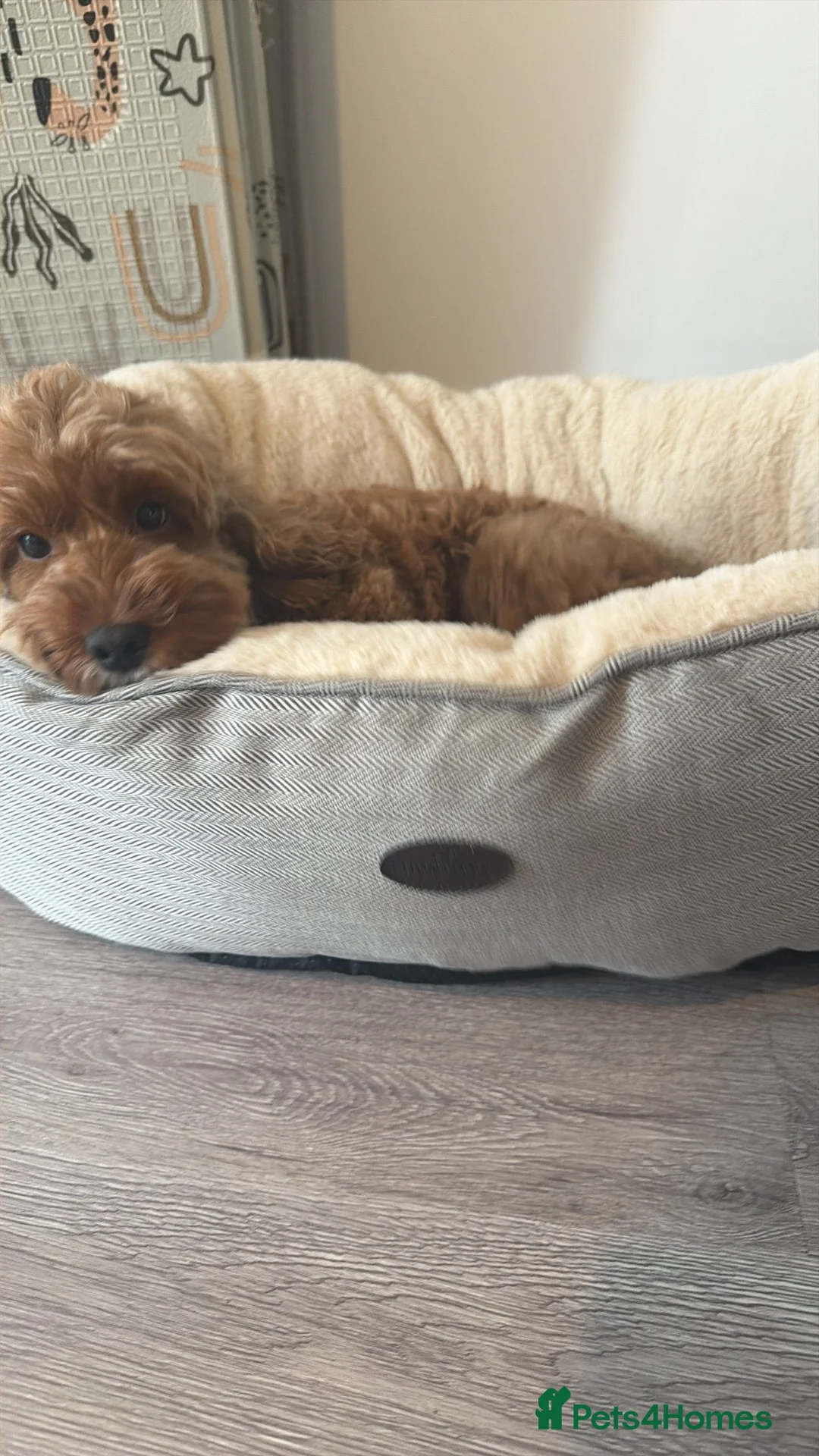 Cockapoo dogs for sale: Skye- rehoming  in Ellesmere Port - Advert 1